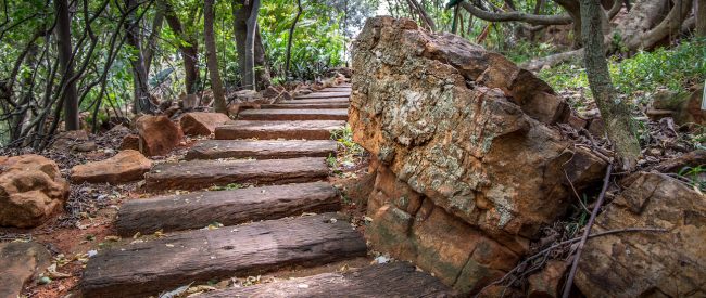 Pathway with rocks and trees